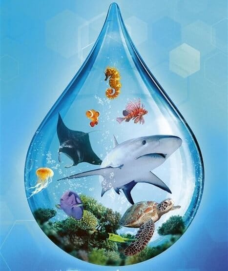 Ark Nova Mondes Marins