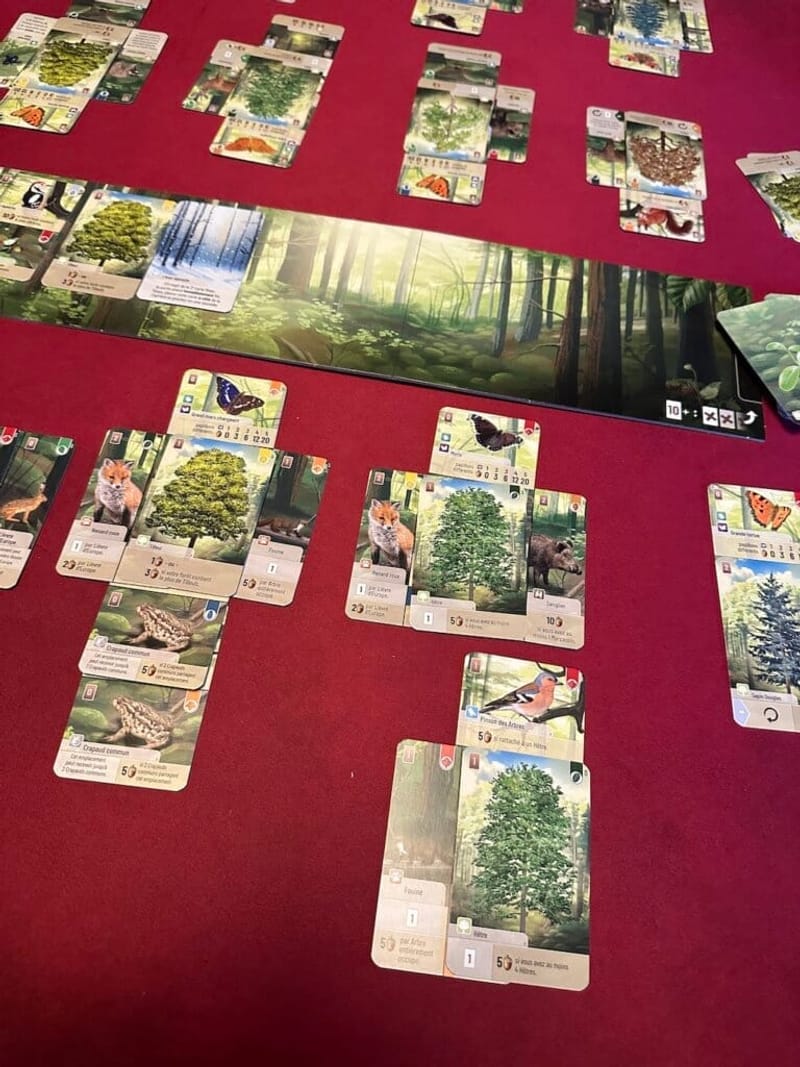 Forêt Mixte